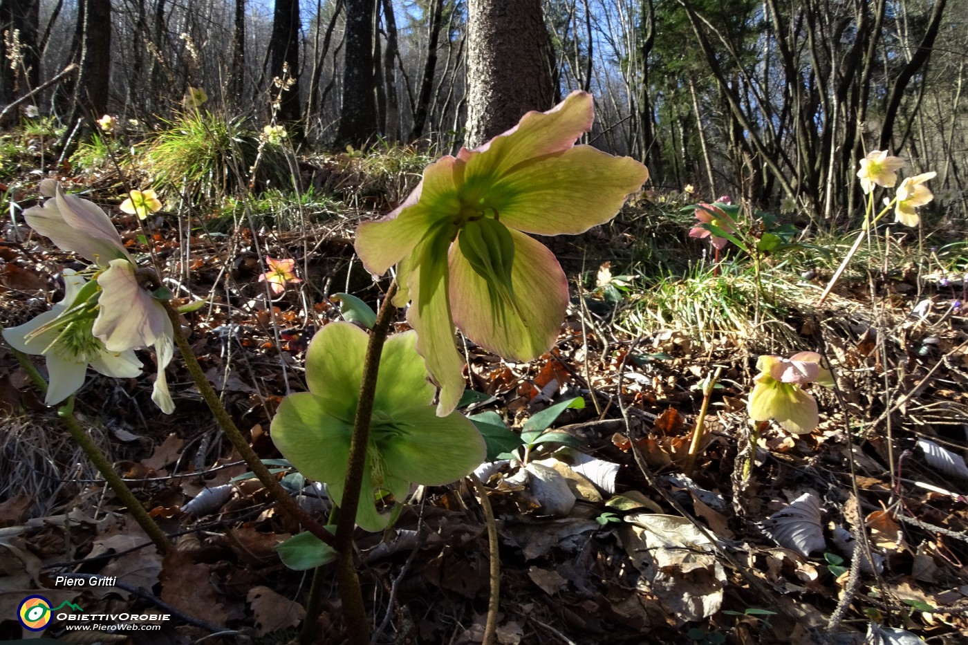 28 Estese fioriture di Rose di Natale -Ellebori (Helleborus niger).JPG